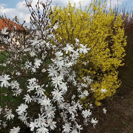 Villa Holiday Вилла